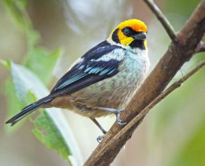 Flame faced Tanager