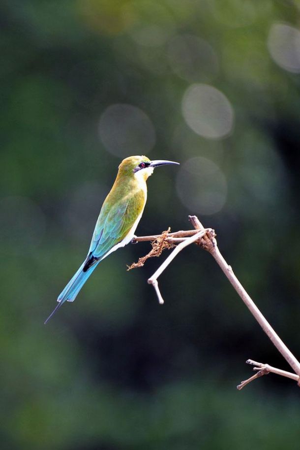 Blog-Bentota-river-cruise-blue-tailed-bee-eater-1