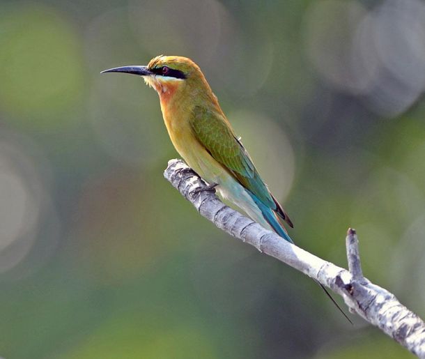 Blog-Bentota-river-cruise-blue-tailed-bee-eater-6