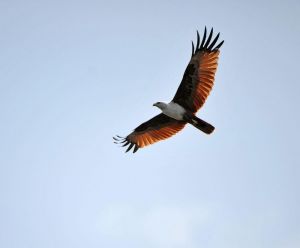 Blog-Bentota-river-cruise-fish-eagle-8