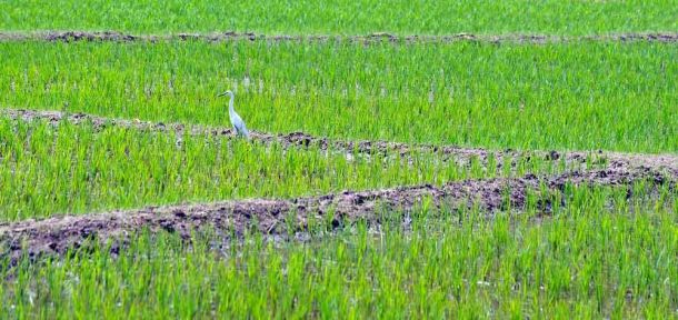 Blog-Negombo-roadside-paddy-fields
