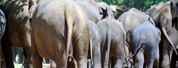 Blog--Pinnawala-elephants-1