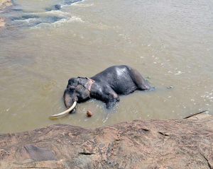 Blog-Pinnawala-elephants-17