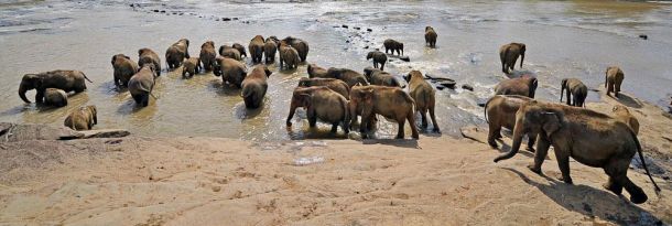 Blog-Pinnawala-elephants-21