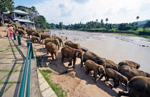Blog--Pinnawala-elephants-25