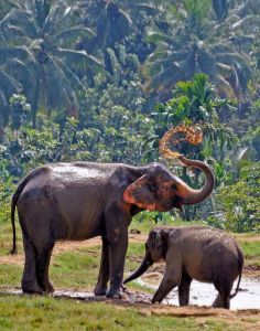 Blog-Pinnawala-elephants-7