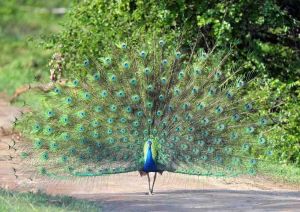 Blog-Udawalawe-peacock-22