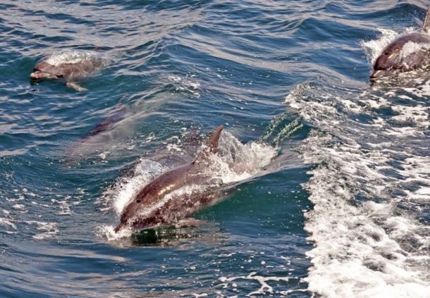 La Croix island, dolphins 11, Port Elizabeth, South Africa