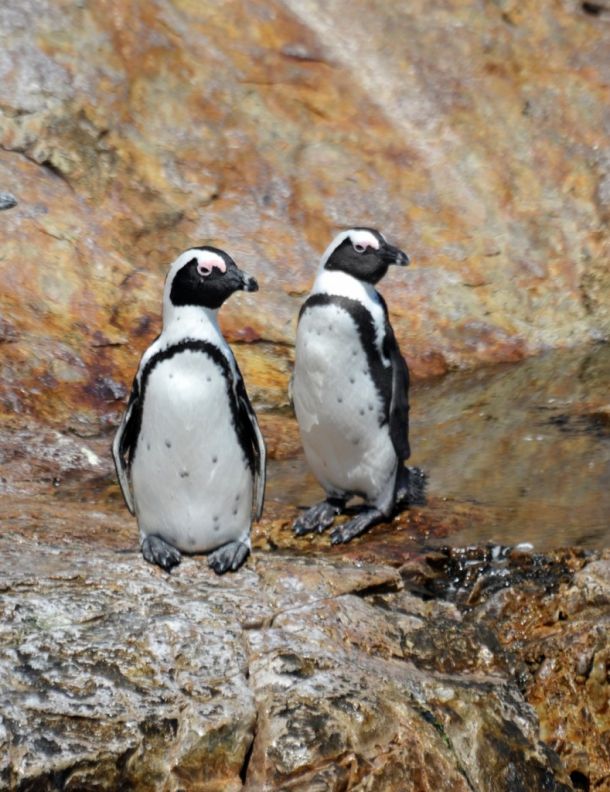 La Croix island, penguins 12, Port Elizabeth, South Africa