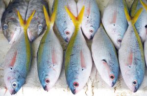 Maldives,Male, fish market 5