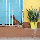 Trinidad - dog in window - Cuba