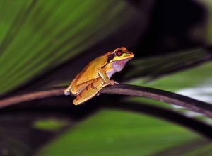 Masked Tree frog, Tortuguero, Costa Rica