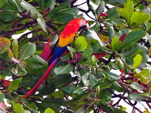 Scarlet Macaw, Corcovado 3, Costa Rica