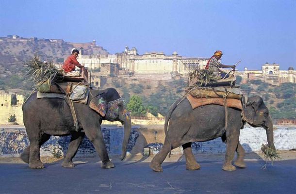 Elephants Jaipur