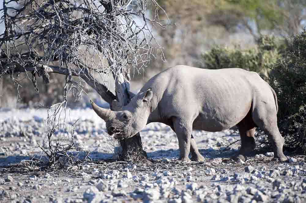 TLC Etosha Black Rhino 2