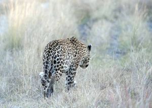 A leopard starts to hunt as she stalks her prey through the glowing grasses of a Botswana sunset in the Okavango Delta
