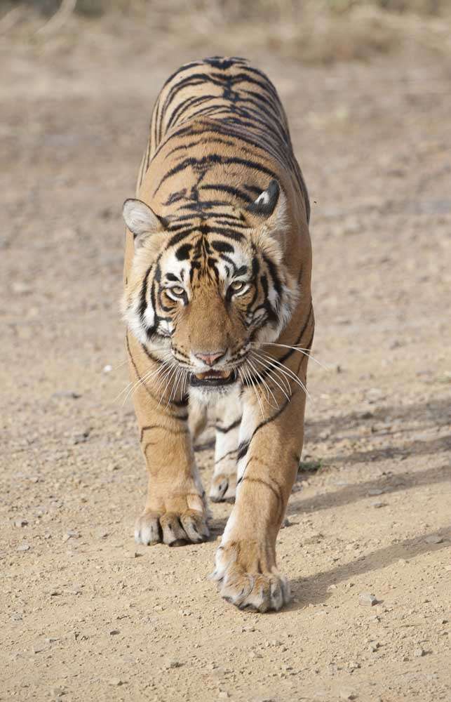 Tiger 20