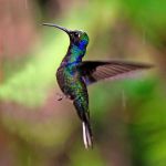 TLC Hummingbird, Violet Sabrewing 15