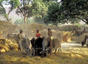 Tribal Troubles – Marginalised in Madhya Pradesh