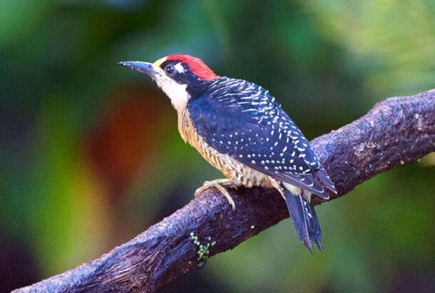 Black cheeked Woodpecker