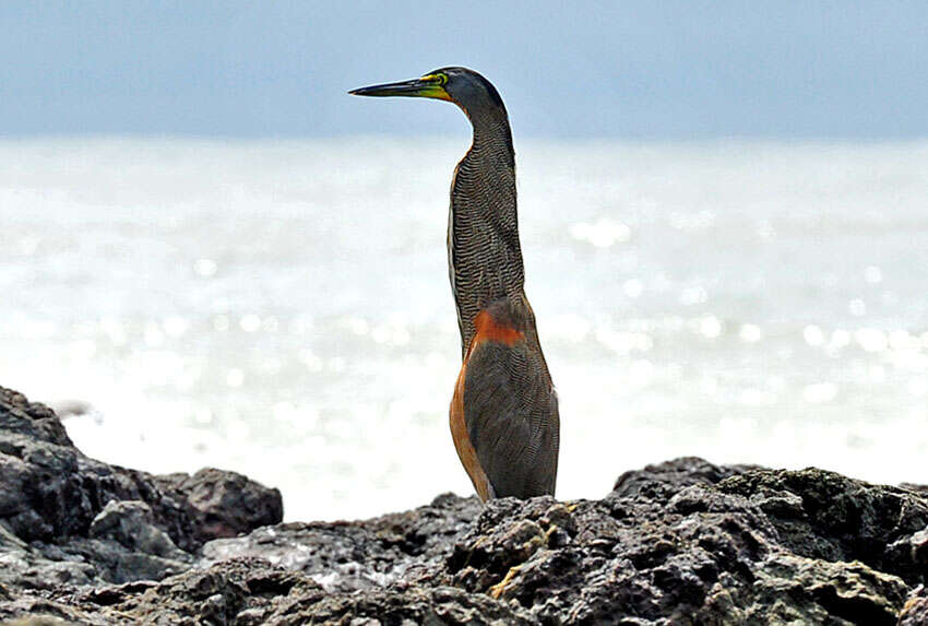 Corcovado Bare Throated Tiger Heron