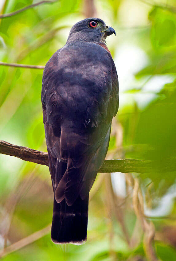 Corcovado Double toothed Kite
