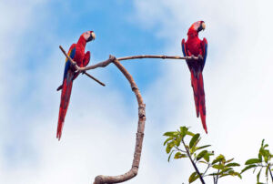 Corcovado Scarlet Macaws