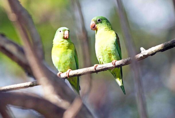 Orange chinned Parakeet - Santa Juana Reserve 9