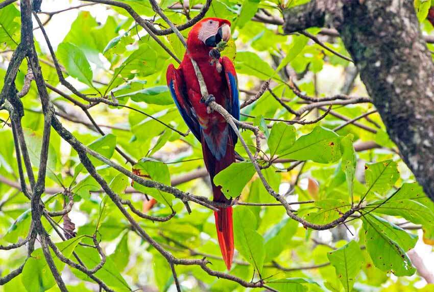 Scarlet Macaw - Punta Banco S