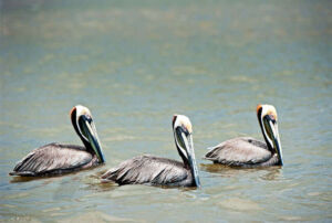 Tarcoles - Pelicans