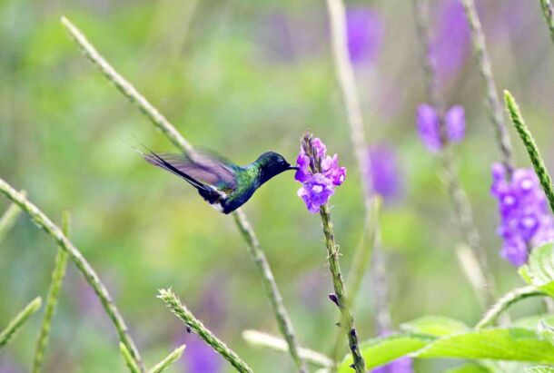 Velvet Purple Coront Hummingbird - Torrialba 1